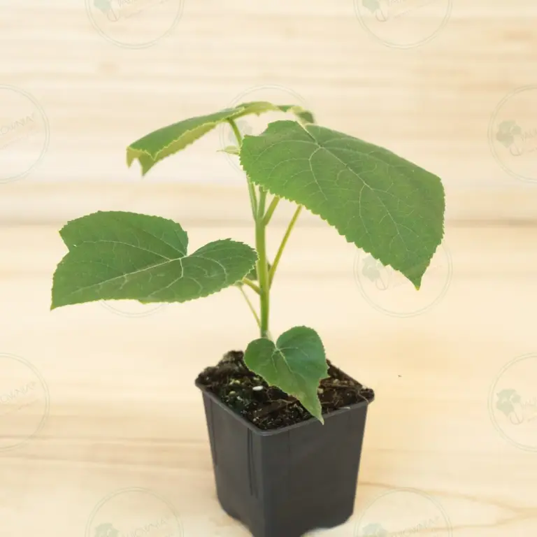 Paulownia Turbo Pro® – Pot 600 ml