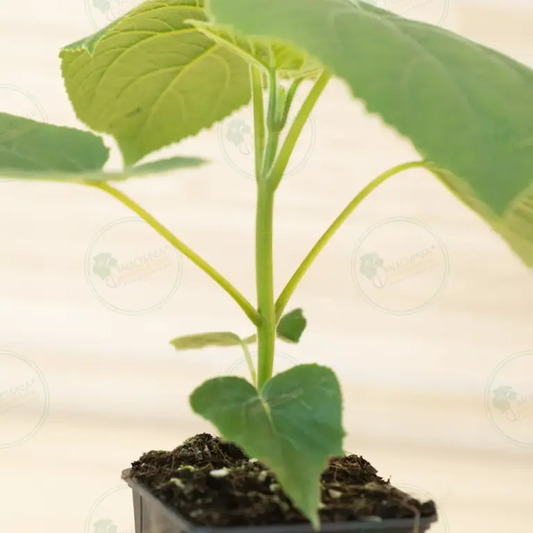 Paulownia Turbo Pro® – Pot 600 ml