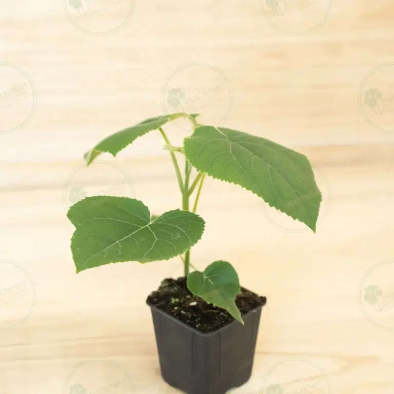 Paulownia Turbo Pro® – Pot 600 ml