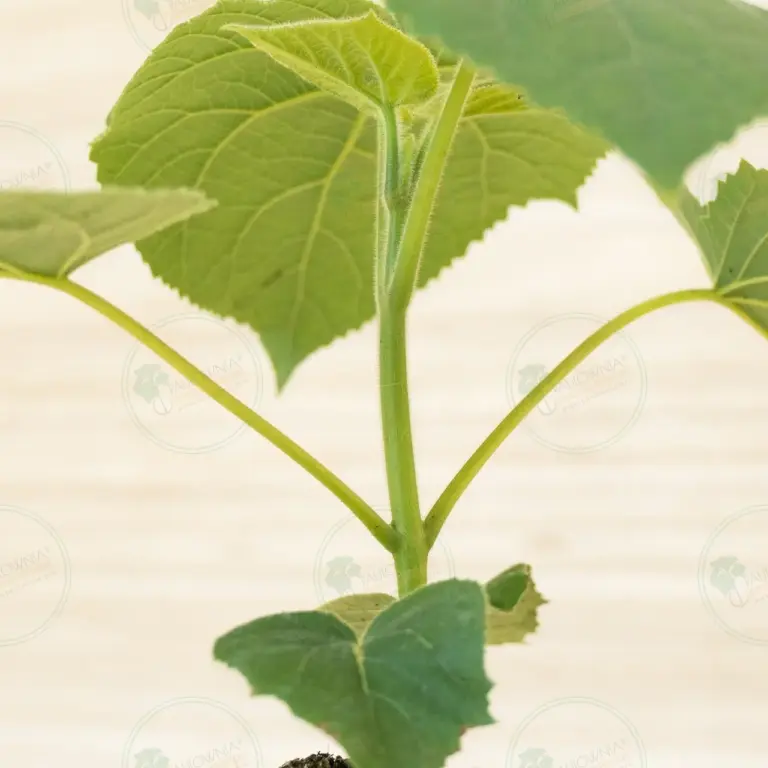 Paulownia Turbo Pro® – Pot 600 ml