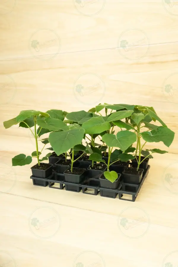 Paulownia Turbo Pro® – Tray