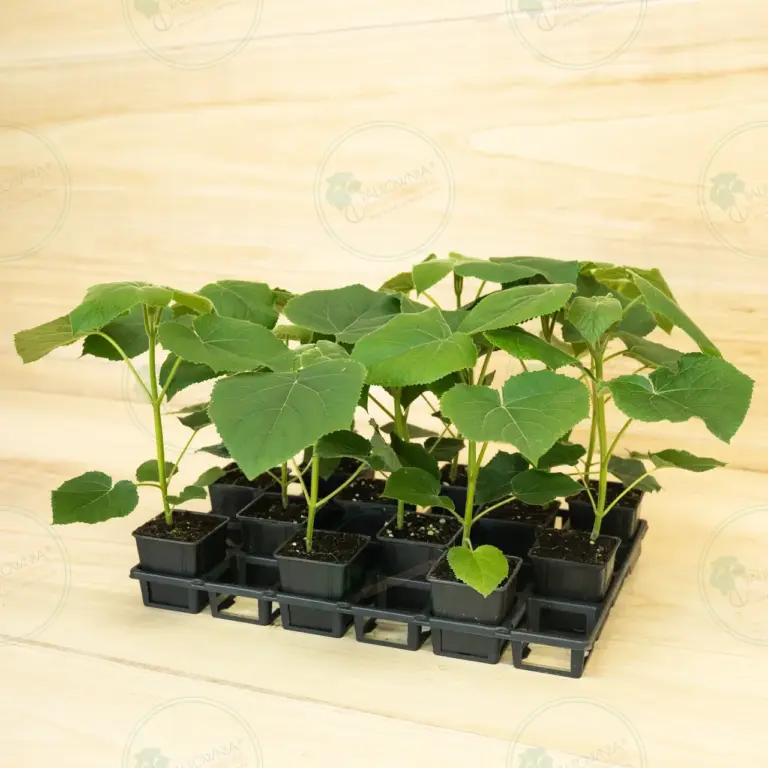 Paulownia Turbo Pro® – Tray