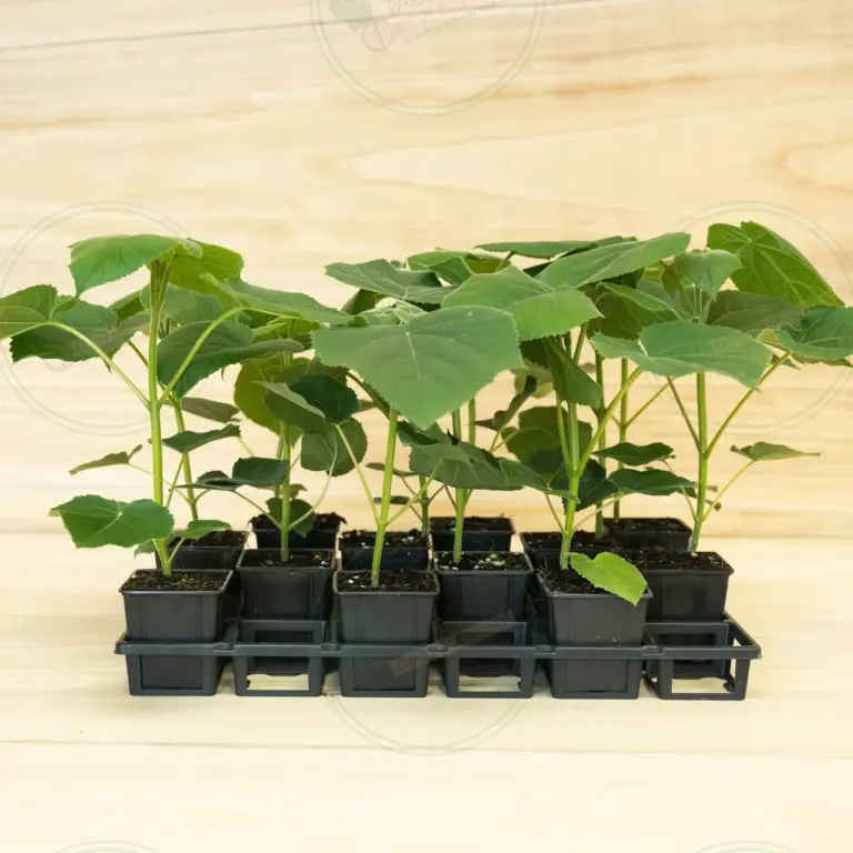 Paulownia Turbo Pro® – Tray