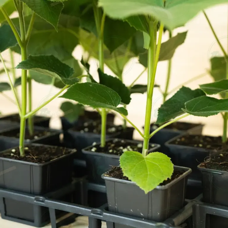 Paulownia Turbo Pro® – Tray