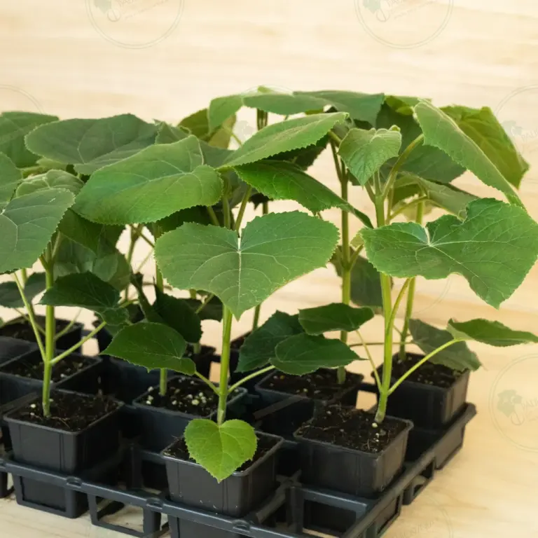 Paulownia Turbo Pro® – Tray