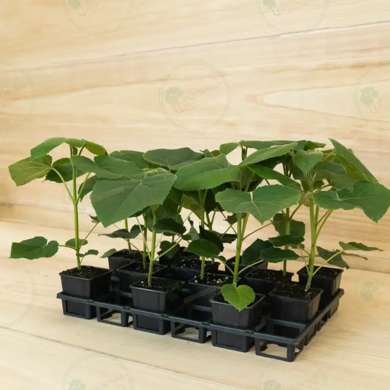 Paulownia Turbo Pro® – Tray