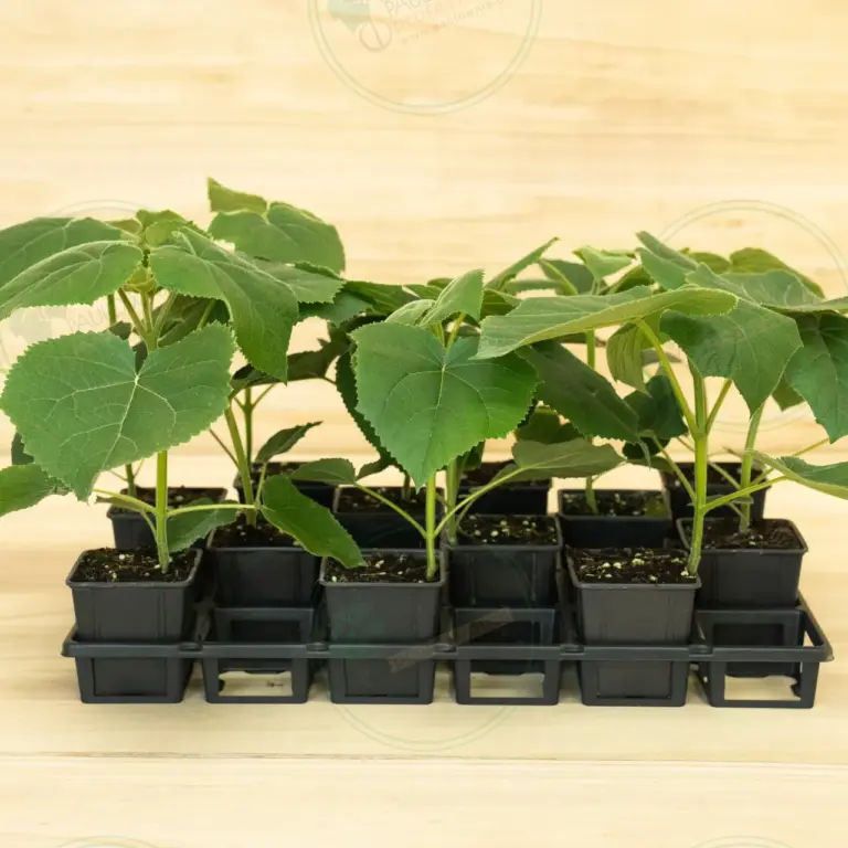 Paulownia Turbo Pro® – Tray