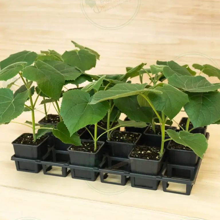 Paulownia Turbo Pro® – Tray