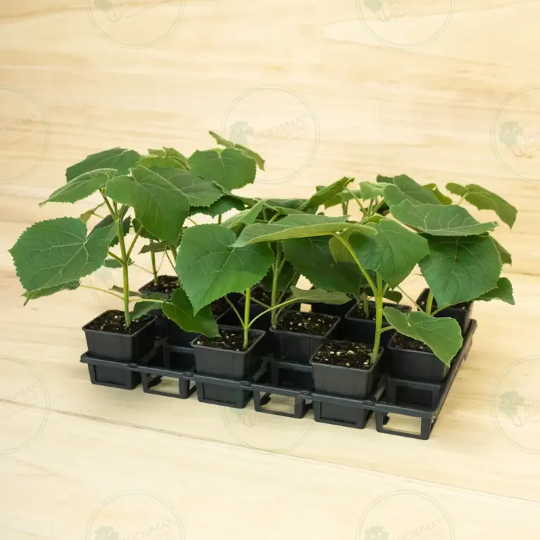 Paulownia Turbo Pro® – Tray