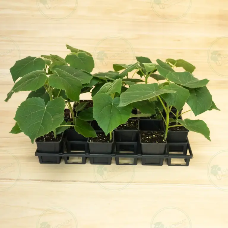 Paulownia Turbo Pro® – Tray