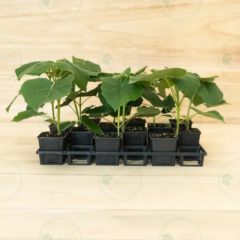 Paulownia Turbo Pro® – Tray