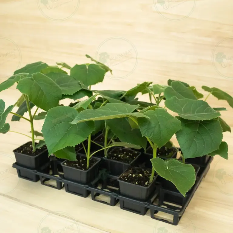 Paulownia Turbo Pro® – Tray