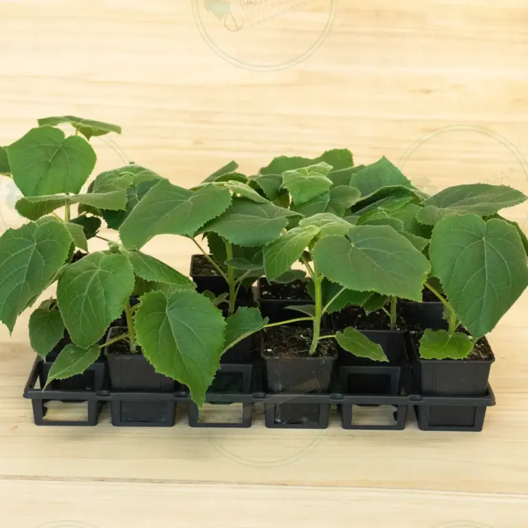 Paulownia Turbo Pro® – Tray