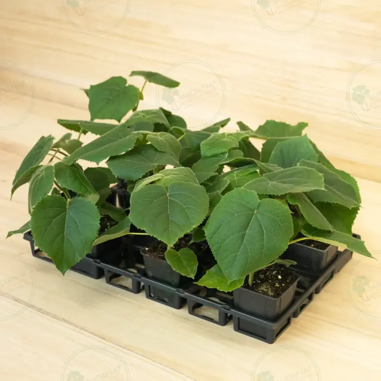 Paulownia Turbo Pro® – Tray