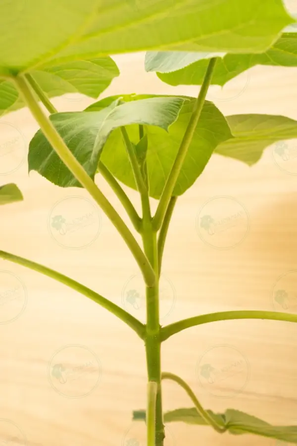 Paulownia Ze Pro® – Pot 3.6 L
