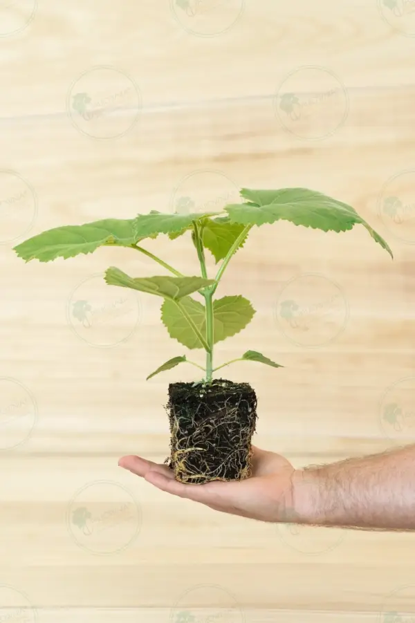 Paulownia Ze Pro® – Stump in pot 600 ml