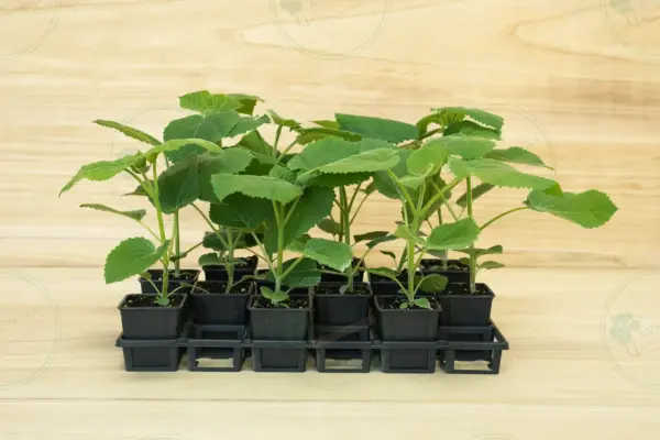 Paulownia Ze Pro® – Tray