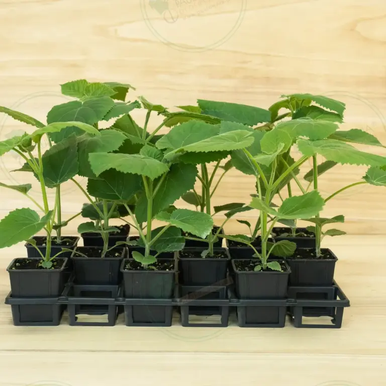 Paulownia Ze Pro® – Tray