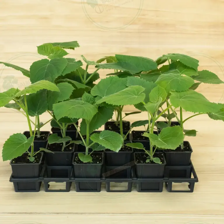 Paulownia Ze Pro® – Tray