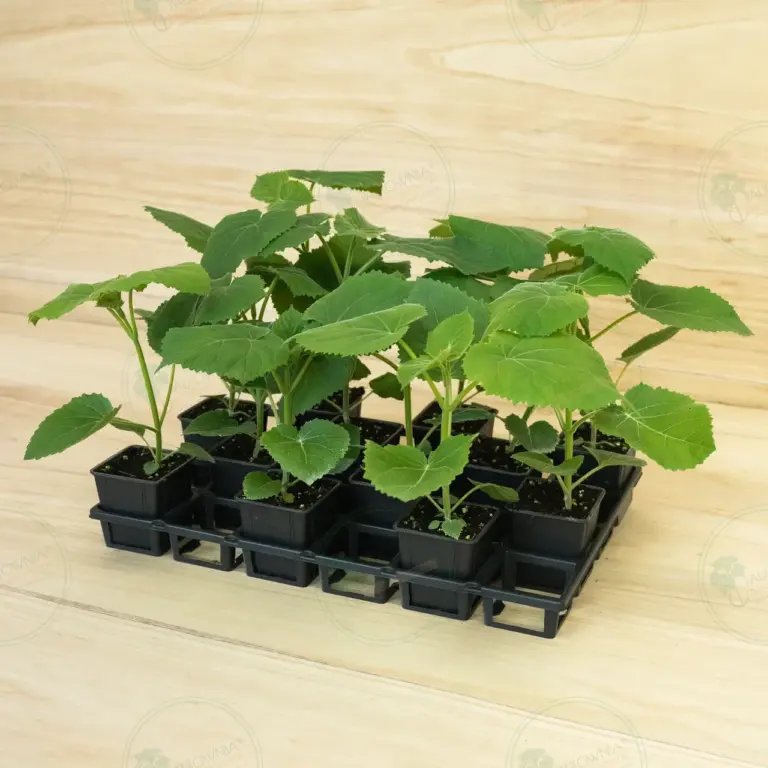 Paulownia Ze Pro® – Tray