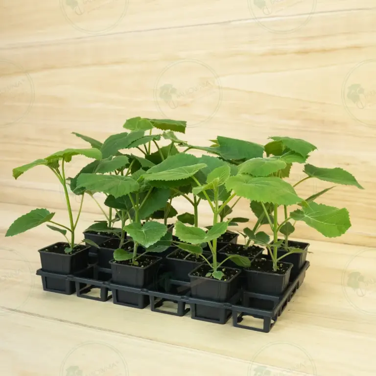 Paulownia Ze Pro® – Tray