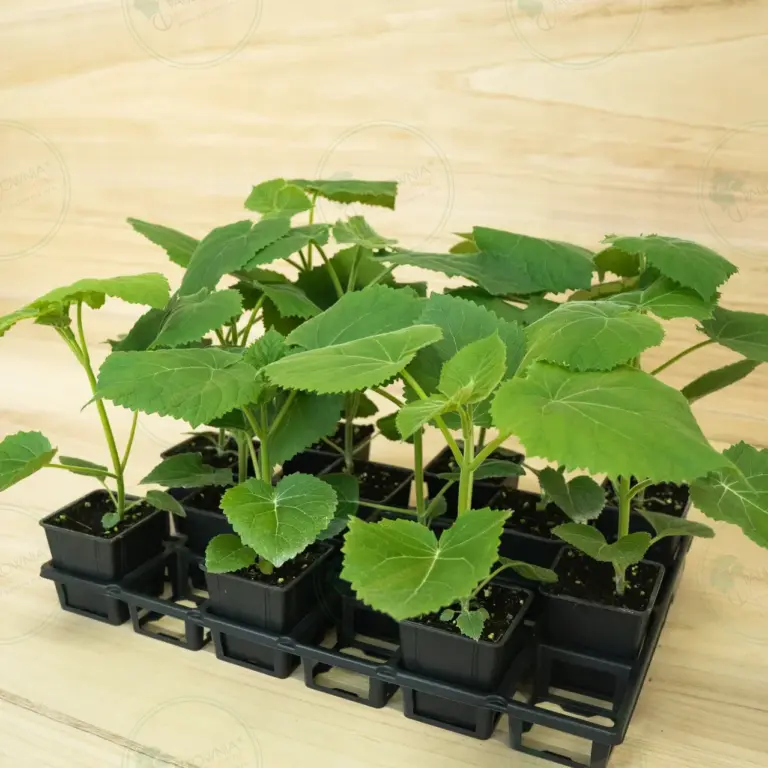 Paulownia Ze Pro® – Tray