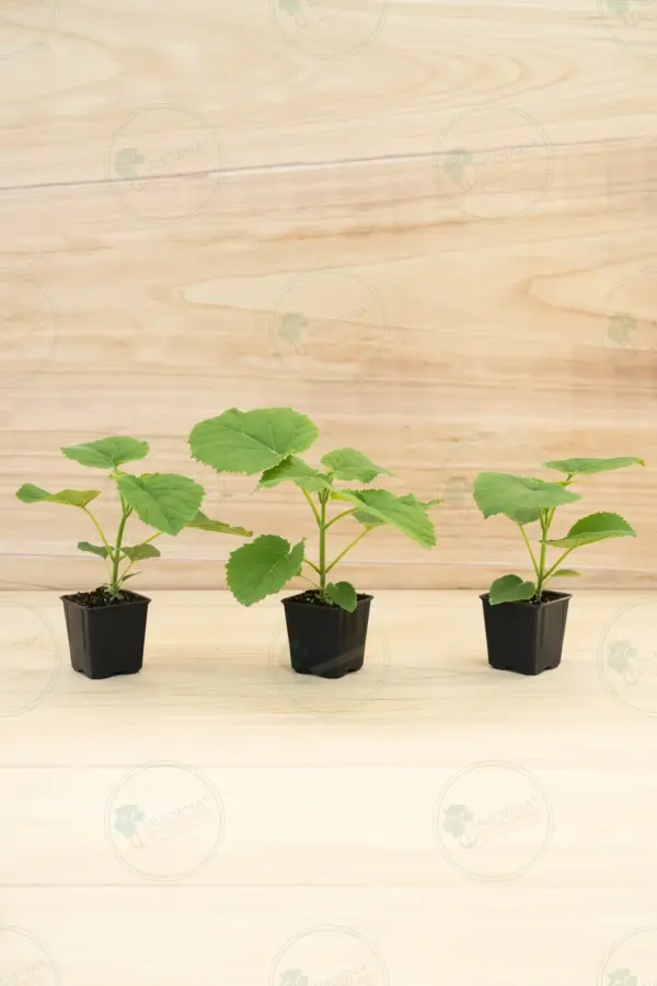 Paulownia Ze Pro® – Pot 600 ml