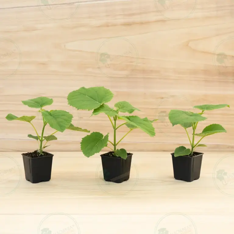 Paulownia Ze Pro® – Pot 600 ml