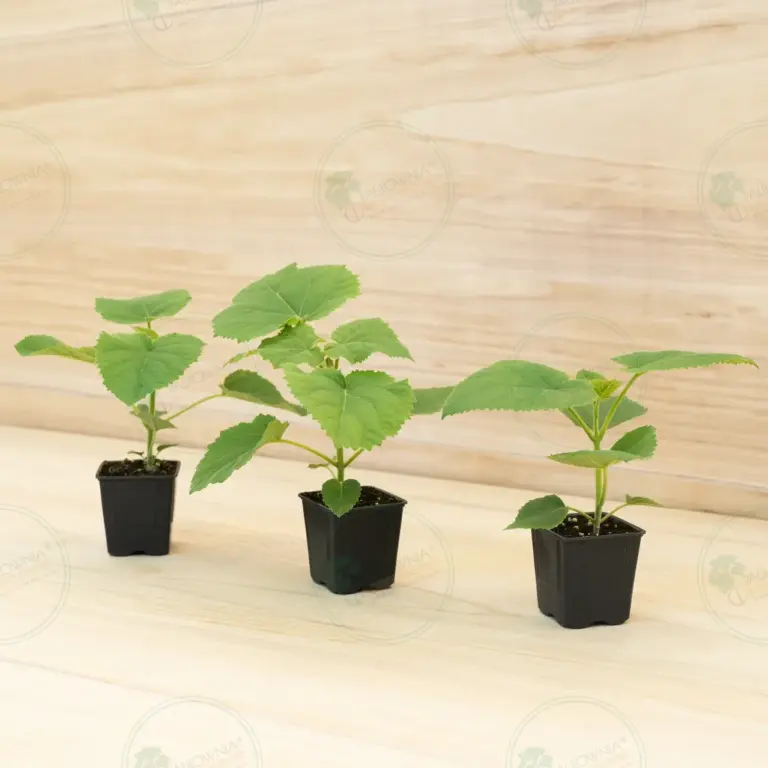 Paulownia Ze Pro® – Pot 600 ml