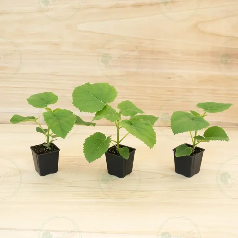Paulownia Ze Pro® – Pot 600 ml