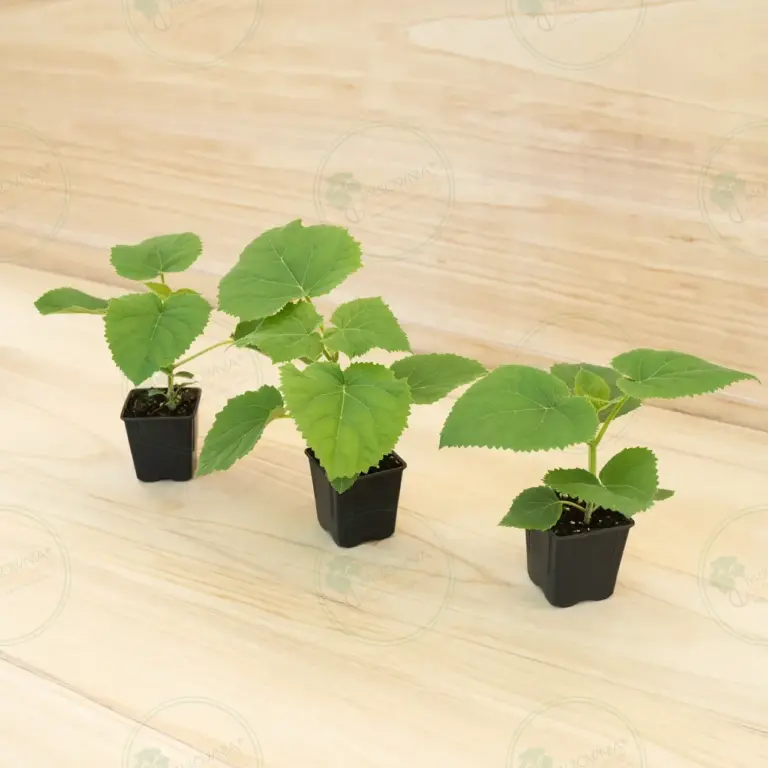 Paulownia Ze Pro® – Pot 600 ml