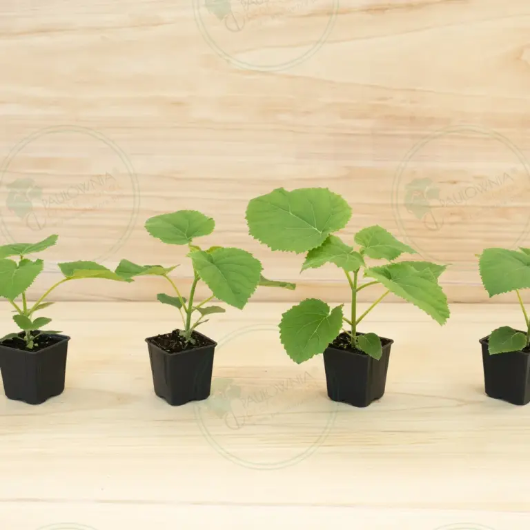 Paulownia Ze Pro® – Pot 600 ml
