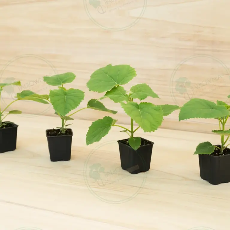 Paulownia Ze Pro® – Pot 600 ml