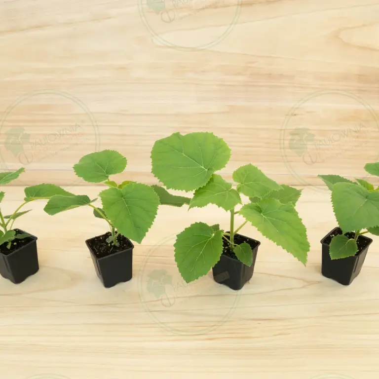 Paulownia Ze Pro® – Pot 600 ml