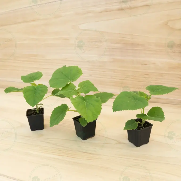 Paulownia Ze Pro® – Pot 600 ml