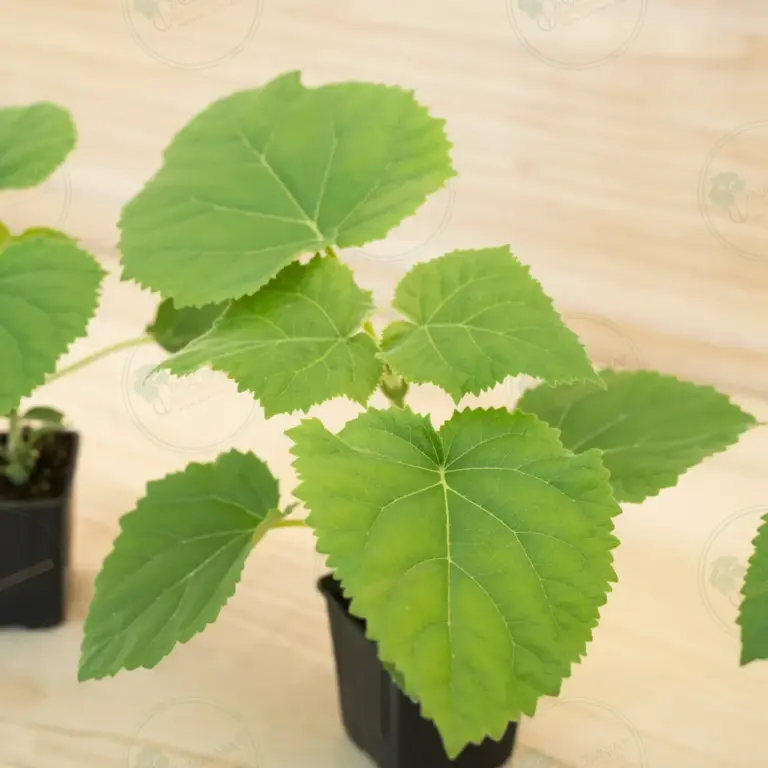 Paulownia Ze Pro® – Pot 600 ml