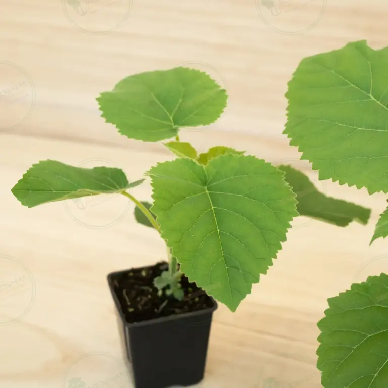 Paulownia Ze Pro® – Pot 600 ml