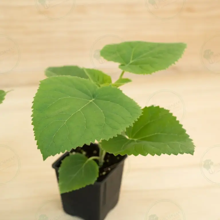 Paulownia Ze Pro® – Pot 600 ml