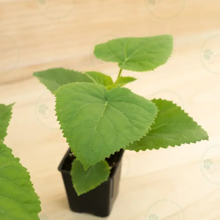Paulownia Ze Pro® – Pot 600 ml