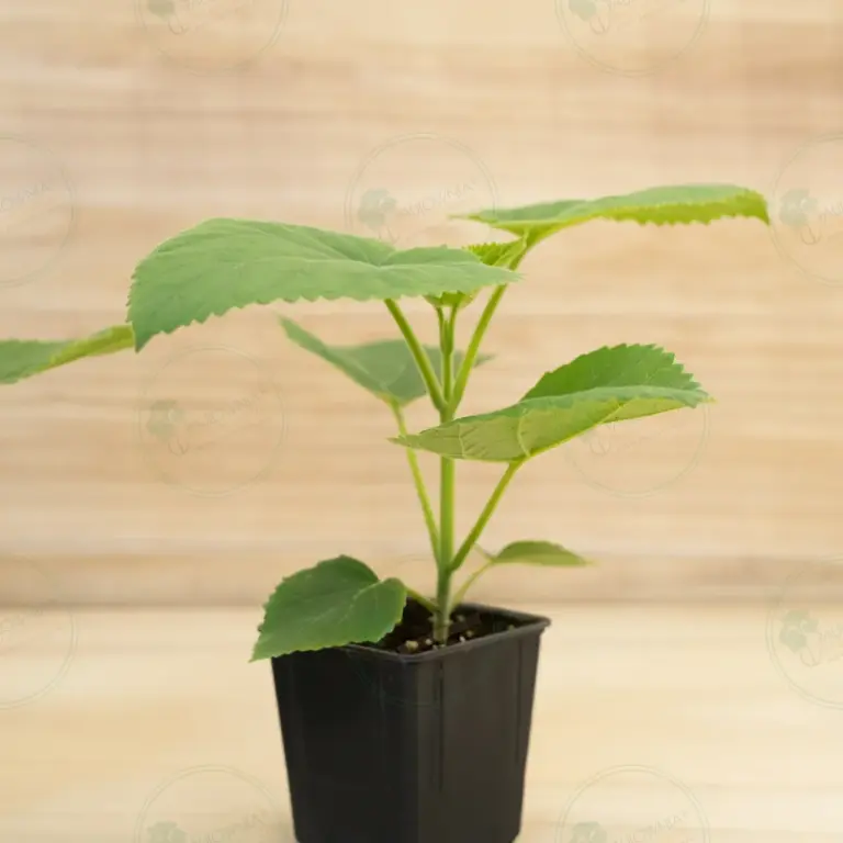 Paulownia Ze Pro® – Pot 600 ml