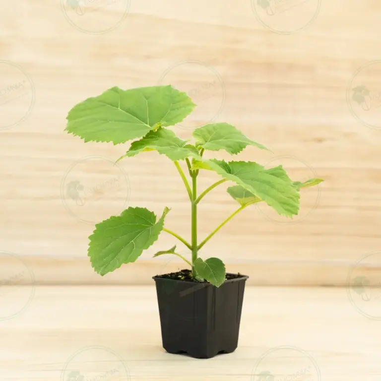 Paulownia Ze Pro® – Pot 600 ml