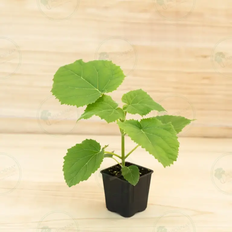 Paulownia Ze Pro® – Pot 600 ml