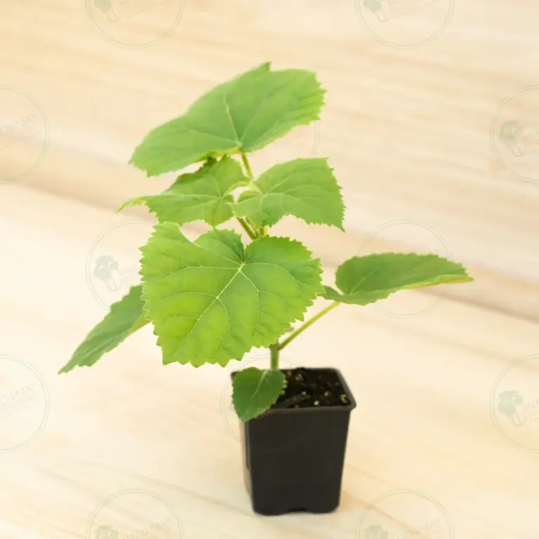 Paulownia Ze Pro® – Pot 600 ml