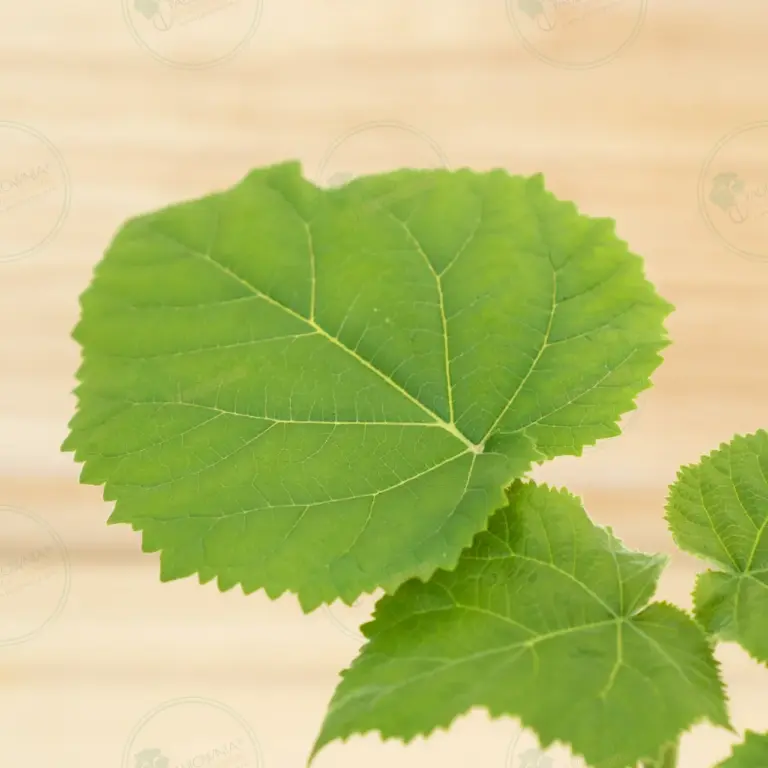 Paulownia Ze Pro® – Pot 600 ml
