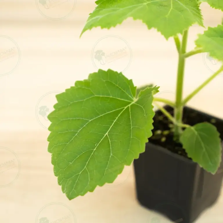 Paulownia Ze Pro® – Pot 600 ml