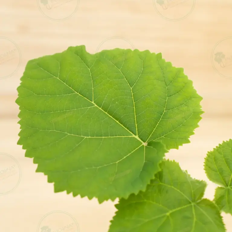 Paulownia Ze Pro® – Pot 600 ml