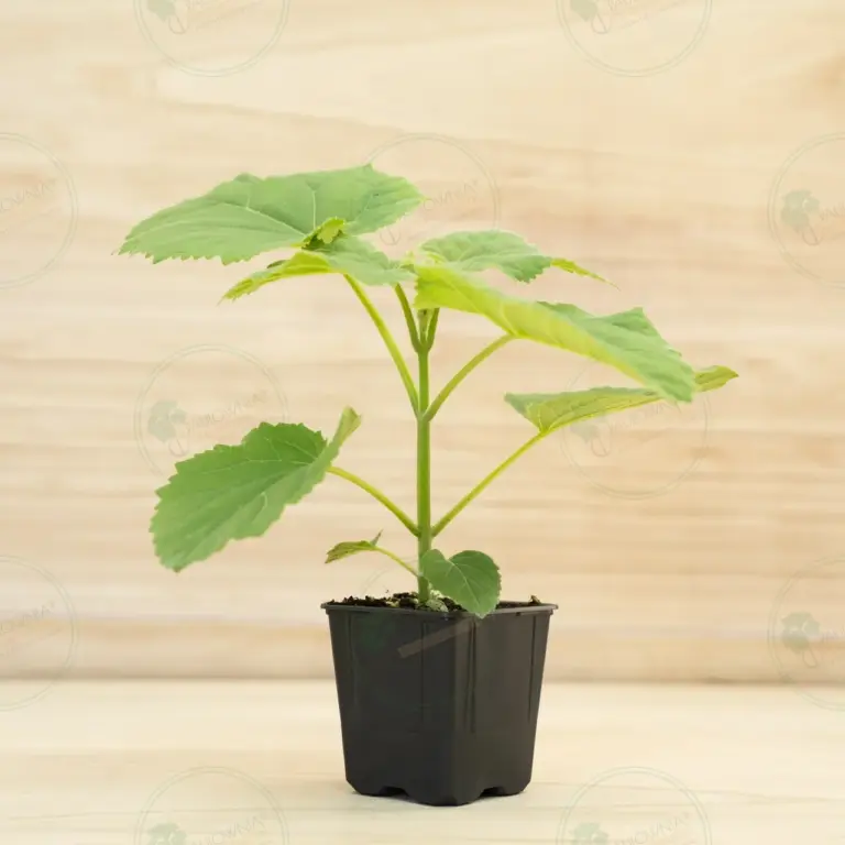 Paulownia Ze Pro® – Pot 600 ml