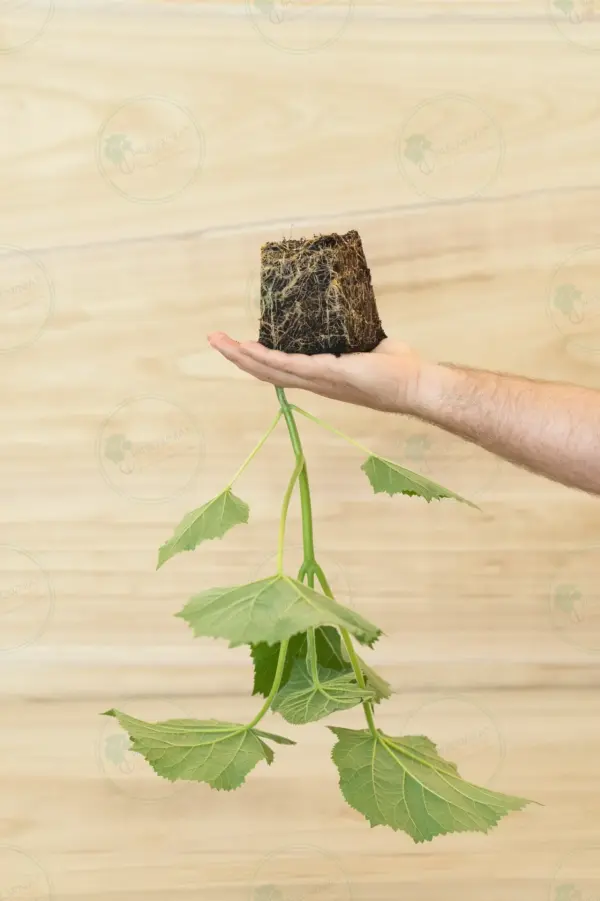 Paulownia Ze Pro2® – Stump in pot 600 ml