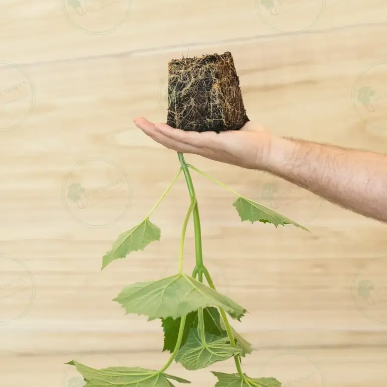 Paulownia Ze Pro2® – Stump Maceta 600 ml