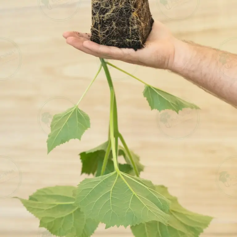 Paulownia Ze Pro2® – Stump Maceta 600 ml